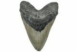 Serrated, Fossil Megalodon Tooth - North Carolina #309496-1